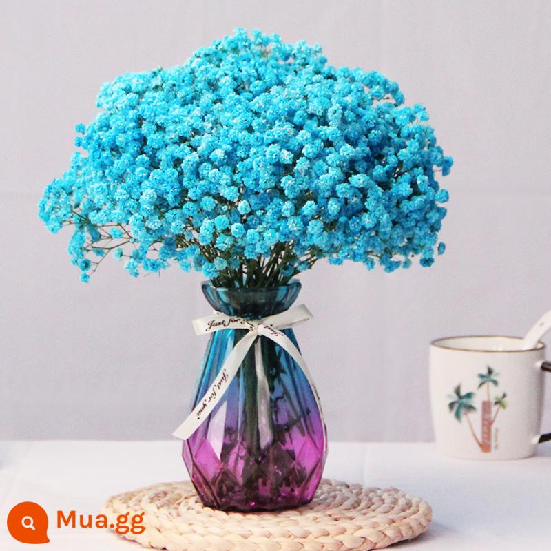 Gypsophila khô hoa trang trí phòng khách trang trí bán buôn gió tự nhiên tươi bình hoa thật quà tặng chất liệu tự làm - Gypsophila xanh + Tặng 15 bình kim cương nhỏ