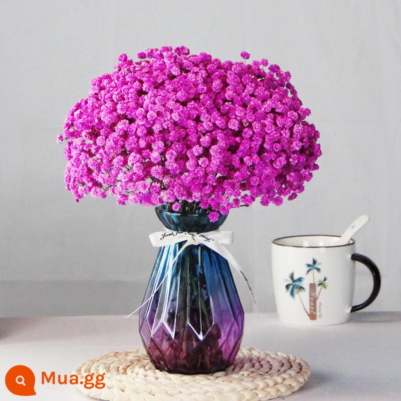 Gypsophila khô hoa trang trí phòng khách trang trí bán buôn gió tự nhiên tươi bình hoa thật quà tặng chất liệu tự làm - Gypsophila Hồng + Tặng 15 Bình Kim Cương Nhỏ