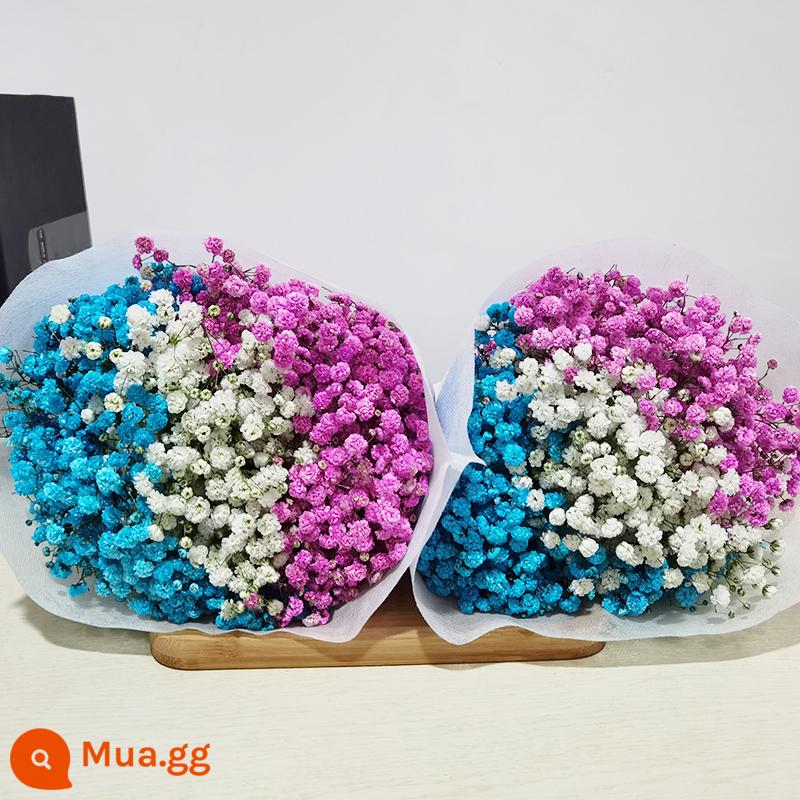 Gypsophila khô hoa trang trí phòng khách trang trí bán buôn gió tự nhiên tươi bình hoa thật quà tặng chất liệu tự làm - Hơi thở em bé màu xanh + trắng + hồng (mua một tặng một, tổng cộng hai bó lớn)