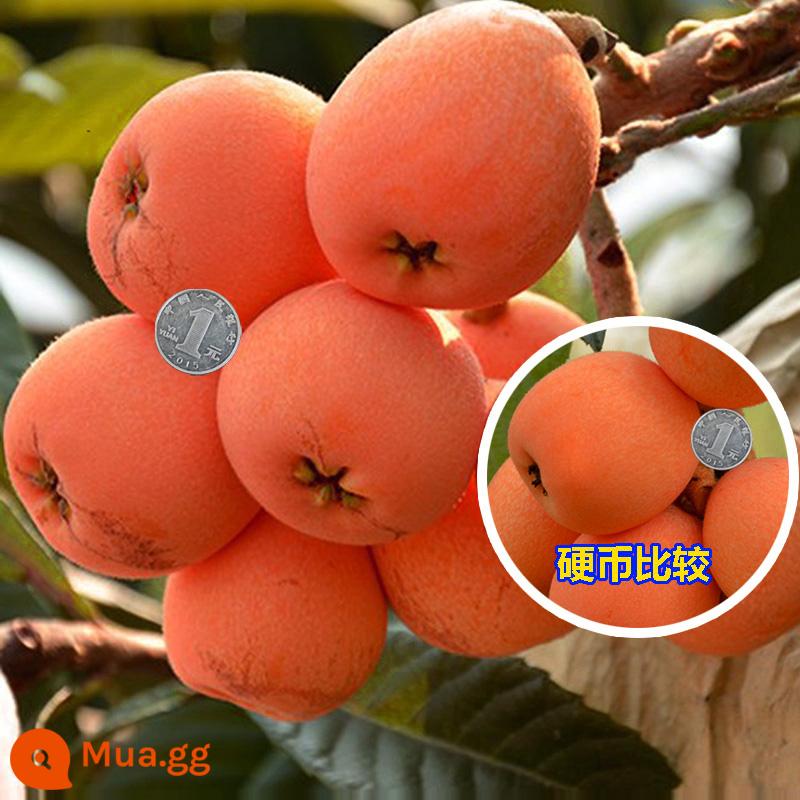 cây giống loquat cây giống loquat không hạt ghép cây loquat không hạt trồng trong chậu kết quả trồng trong năm - Cây giống sơn trà 5 tuổi màu đỏ năm sao (kết quả năm đó) cây con chết sẽ được đền bù! !