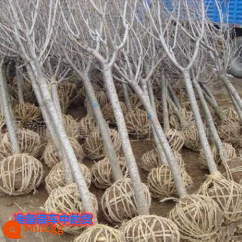 Magnolia Saplings Cây sân lớn Trồng phong cảnh xanh và sân trong màu đỏ tươi, màu đỏ màu vàng tím Magnolia - Đường kính 5 cm [Ưu tiên cho sân trong] Ghi chú giống