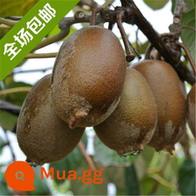 cây giống trái kiwi trái tim đỏ trái lớn bắc nam trồng chậu đất trái tim vàng mềm táo tàu trái kiwi cây trái cây giống năm đó kết quả - Cây giống vàng 5 tuổi ra quả cùng năm [mua một tặng một]