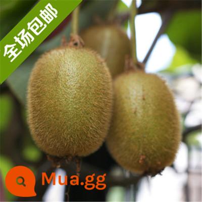 cây giống trái kiwi trái tim đỏ trái lớn bắc nam trồng chậu đất trái tim vàng mềm táo tàu trái kiwi cây trái cây giống năm đó kết quả - Cây giống Honghua 5 tuổi ra quả cùng năm [mua một tặng một]