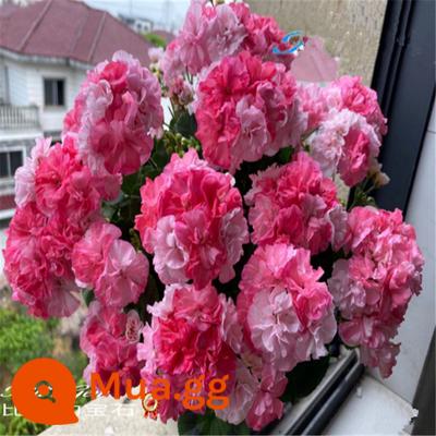 Cây giống hoa phong lữ cánh kép chậu hoa lớn bốn mùa nở liên tục Cây giống cẩm tú cầu ngoại ban công trong nhà hoa tốt - 5. Đá quý [Mua ba cây giống chất lượng cao tặng một] và nhận phân bón miễn phí