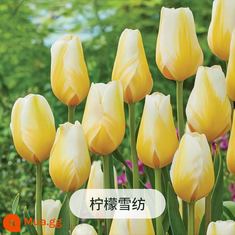 Heidi Vườn Hoa Tulip Bóng Tự Nhiên Ban Công Chậu Hoa Nhập Khẩu Bóng Đèn Vật Có Hoa Chậu Cây - Voan chanh bóng tự nhiên 12/14 (5 quả)