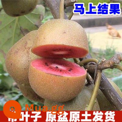 cây giống trái kiwi táo tàu mềm cây ăn trái trồng chậu bắc nam trồng cây giống trái kiwi tim vàng trái tim đỏ năm đó quả - Kiwi ruột đỏ [cây giống 5 tuổi mua một tặng một]