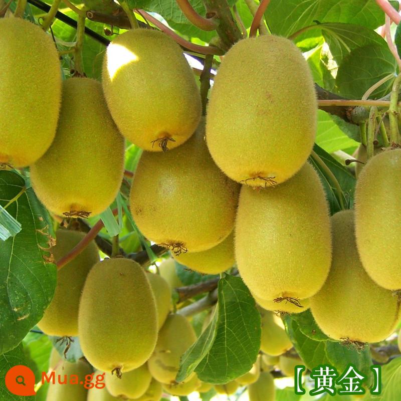 cây giống trái kiwi táo tàu mềm cây ăn trái trồng chậu bắc nam trồng cây giống trái kiwi tim vàng trái tim đỏ năm đó quả - Quả Kiwi vàng [Cây giống 5 tuổi mua một tặng một]