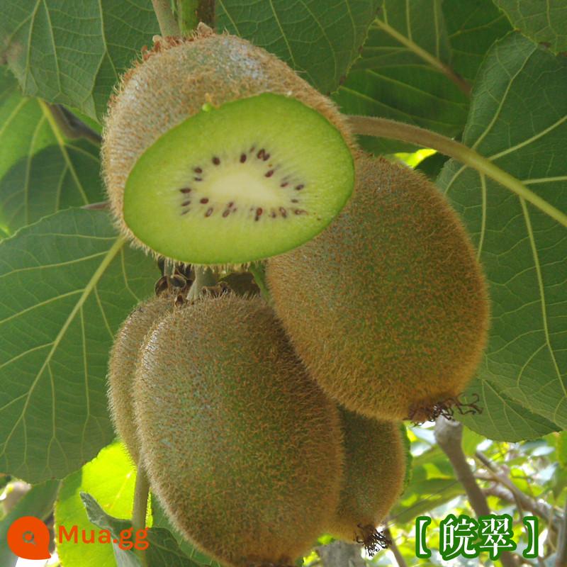 cây giống trái kiwi táo tàu mềm cây ăn trái trồng chậu bắc nam trồng cây giống trái kiwi tim vàng trái tim đỏ năm đó quả - Quả Kiwi Wancui [Cây giống 5 tuổi mua một tặng một]