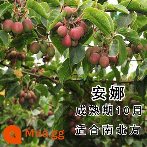 cây giống trái kiwi táo tàu mềm cây ăn trái trồng chậu bắc nam trồng cây giống trái kiwi tim vàng trái tim đỏ năm đó quả - Quả chà là mềm và quả kiwi Anna [với đất và lá] cốc cây con