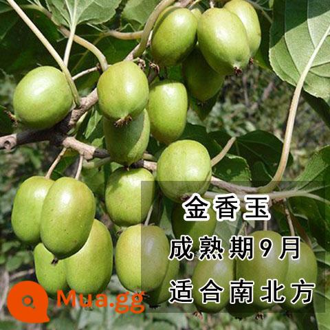 cây giống trái kiwi táo tàu mềm cây ăn trái trồng chậu bắc nam trồng cây giống trái kiwi tim vàng trái tim đỏ năm đó quả - Táo tàu mềm ngọc thơm vàng [với đất và lá] cốc cây con