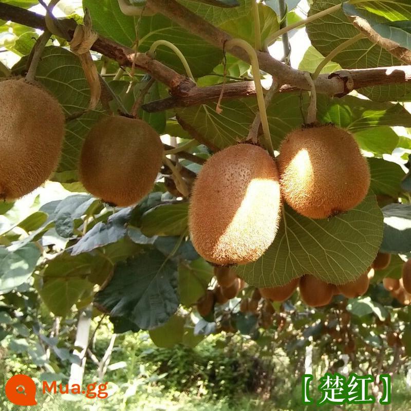 cây giống trái kiwi táo tàu mềm cây ăn trái trồng chậu bắc nam trồng cây giống trái kiwi tim vàng trái tim đỏ năm đó quả - Quả Kiwi Chuhong [Cây giống 5 tuổi mua một tặng một]