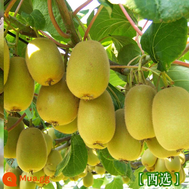 cây giống trái kiwi táo tàu mềm cây ăn trái trồng chậu bắc nam trồng cây giống trái kiwi tim vàng trái tim đỏ năm đó quả - Quả Kiwi Western Selection [Cây giống 5 tuổi, mua một tặng một]