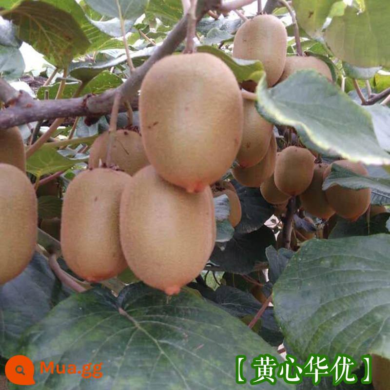 cây giống trái kiwi táo tàu mềm cây ăn trái trồng chậu bắc nam trồng cây giống trái kiwi tim vàng trái tim đỏ năm đó quả - Kiwi trái tim vàng [Cây giống 5 tuổi mua một tặng một]