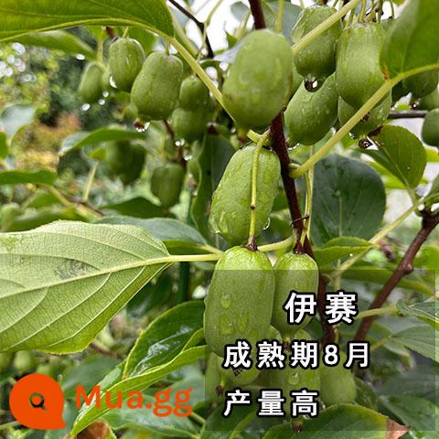 cây giống trái kiwi táo tàu mềm cây ăn trái trồng chậu bắc nam trồng cây giống trái kiwi tim vàng trái tim đỏ năm đó quả - Cây giống táo tàu Yisai [với đất và lá]