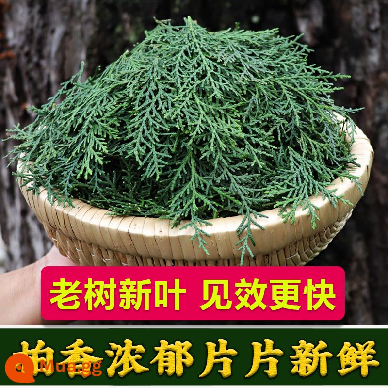 Cửa hàng hàng đầu chính hãng Tần Lĩnh hoang dã mới hái lá arborvitae tươi khô trong bóng râm bột lá Orientalis dầu gội đầu mọc tóc đen tóc chống rụng tóc - Lá thú mỏ vịt tươi 1000g (hoang dã)