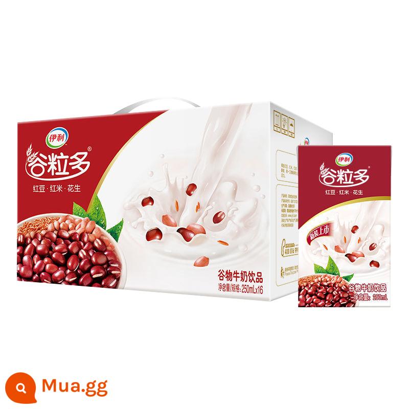 Sản xuất tháng 12 Yili ngũ cốc nhiều sữa thung lũng đỏ thung lũng đen hương vị đậu đỏ yến mạch sữa 250ml * 12 hộp 16 hộp - [Sản xuất vào tháng 12] Ngũ cốc đỏ giàu hạt 250ml*16