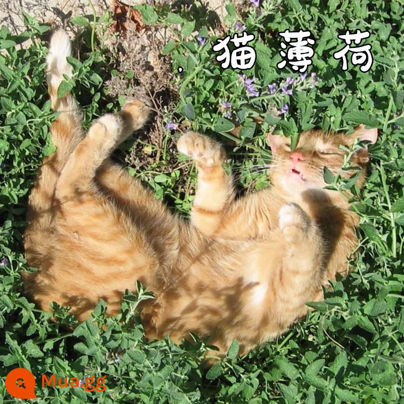 Hạt giống bạc hà ăn được trong nhà và ngoài trời hạt giống bạc hà chanh catnip trong nhà cho tất cả các mùa gieo cây và hoa - Catnip 1000 viên + 2 túi phân bón [Mua 2 tặng 1]