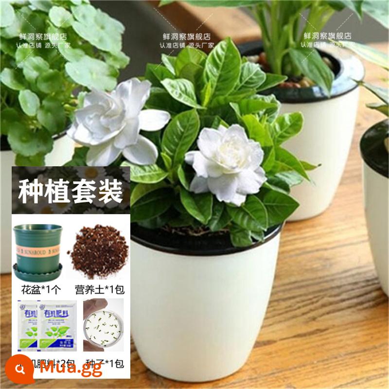 Hạt giống bạc hà ăn được trong nhà và ngoài trời hạt giống bạc hà chanh catnip trong nhà cho tất cả các mùa gieo cây và hoa - 100 cây dành dành + chậu hoa + đất + 2 túi phân bón [Mua 2 tặng 1]