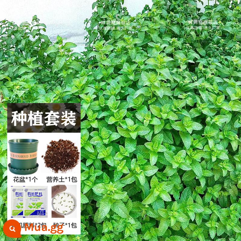 Hạt giống bạc hà ăn được trong nhà và ngoài trời hạt giống bạc hà chanh catnip trong nhà cho tất cả các mùa gieo cây và hoa - 1000 miếng bạc hà ăn được + chậu hoa + đất + 2 túi phân bón [Mua 2 tặng 1]