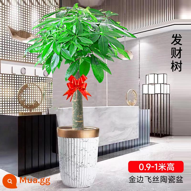 Cây kim tiền bonsai phòng khách dễ trồng cây tiền lớn cây xanh trong nhà văn phòng tân gia hoa khai trương cây cảnh - Mô hình cực đơn 0,9-1 mét (Mô hình gốm lụa bay viền Phnom + đất đặc biệt + ruy băng)