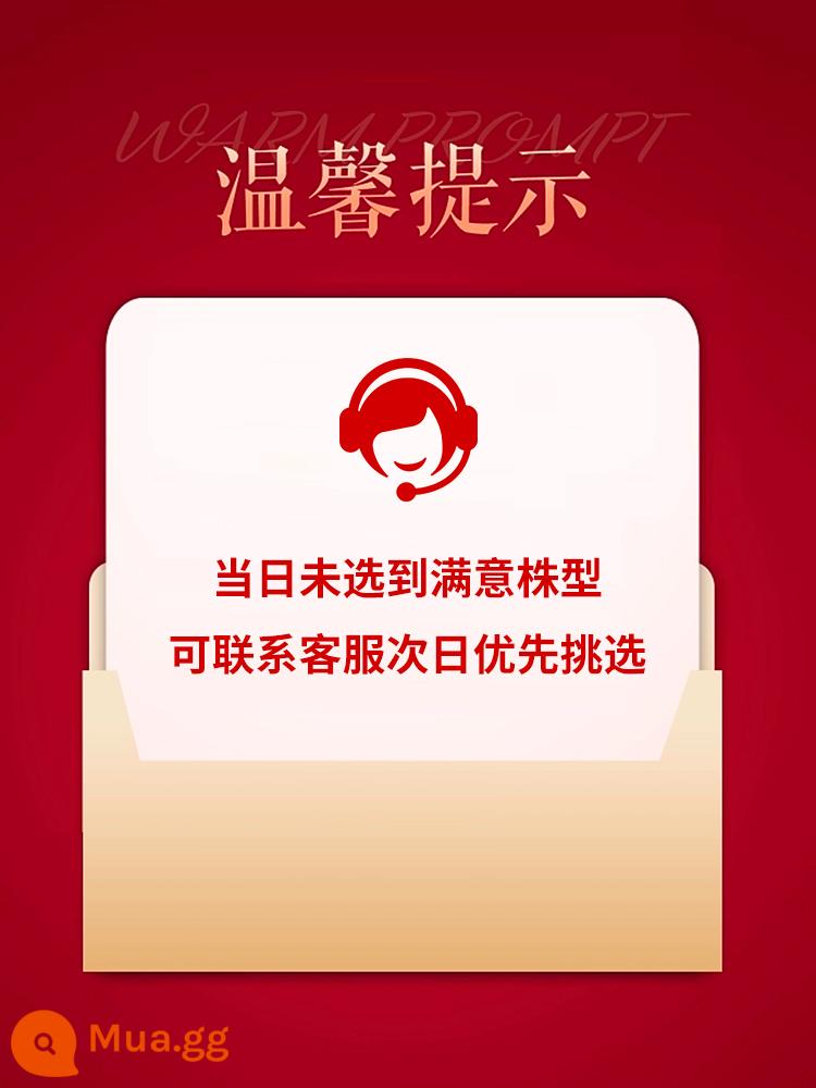 Cây hoa huệ tre lớn trong chậu hoa thật cây xanh cũ hình đống phòng khách ánh sáng sang trọng dễ chăm sóc cây lớn thường xanh trong nhà vào tất cả các mùa - Lời nhắc ấm áp = Nếu bạn không chọn được loại cây ưng ý trong cùng ngày, bạn có thể liên hệ với bộ phận chăm sóc khách hàng để ưu tiên lựa chọn vào ngày hôm sau.