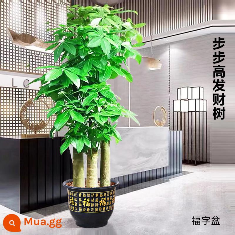 Cây kim tiền bonsai phòng khách dễ trồng cây tiền lớn cây xanh trong nhà văn phòng tân gia hoa khai trương cây cảnh - [Chuyển đến nhà mới] Ba cực backgammon 1,5-1,6m (mẫu nhựa có chữ "Fu" + đất đặc biệt + ruy băng)