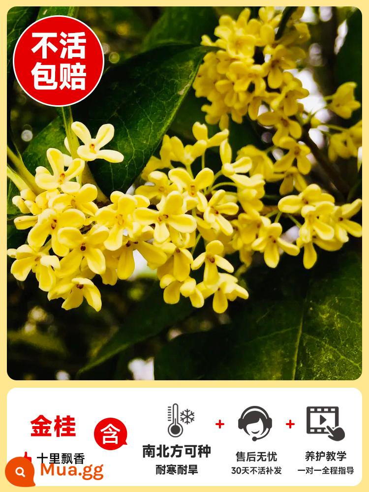 Cây giống Osmanthus bốn mùa Vườn Jingui bản địa trồng cây lớn trong nhà và ngoài trời trong chậu Tháng 8 hoa osmanthus cây xanh - [Loại hương thơm mạnh] Osmanthus vàng [Dày khoảng 5cm/cao hơn 1,8m] Hình dạng cây tuyệt vời