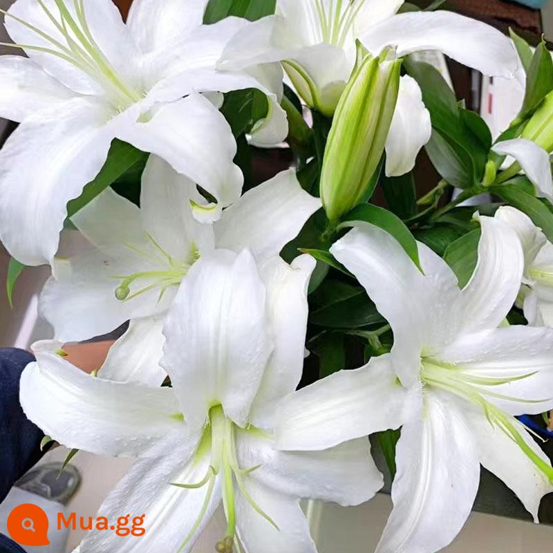 Hoa lily bóng đèn trồng trong nhà và ngoài trời bốn mùa thức ăn tốt hạt giống cây trồng tulip đất trồng thủy canh - [A7] 5 bóng trắng + phân bón, mua 3 tặng 1