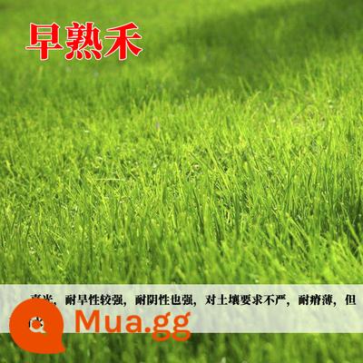 Hạt giống cỏ cỏ bốn mùa thường xanh bảo vệ mái dốc bermudagrass Manila hạt giống cỏ thảm Bermuda hạt giống lúa mạch đen - 1 catty hạt bluegrass [xanh và chịu lạnh]