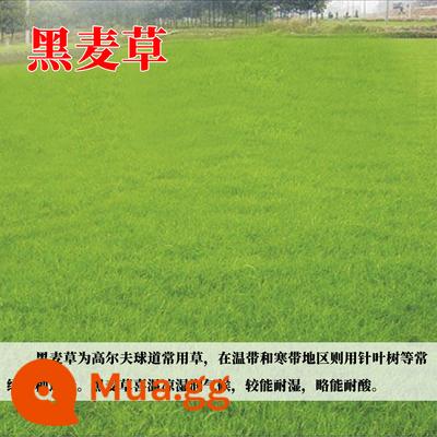 Hạt giống cỏ cỏ bốn mùa thường xanh bảo vệ mái dốc Bermudagrass Manila thảm cỏ ấu trùng phủ xanh vườn lúa mạch đen hạt giống cỏ - 5 catty hạt giống cỏ lúa mạch đen [chống lạnh và tái xanh]