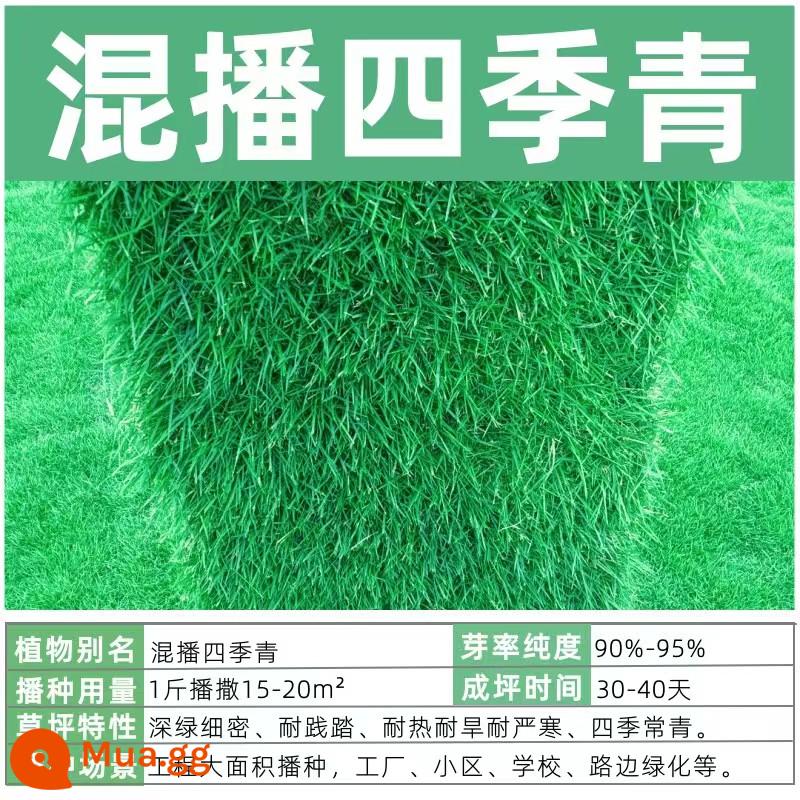 Hạt giống cỏ cỏ không cần cắt tỉa bốn mùa thường xanh bảo vệ mái dốc Bermudagrass Manila thảm cỏ hạt giống sân chịu nhiệt - Trồng hỗn hợp Sijiqing 5 catties [kinh tế] Đảm bảo nảy mầm