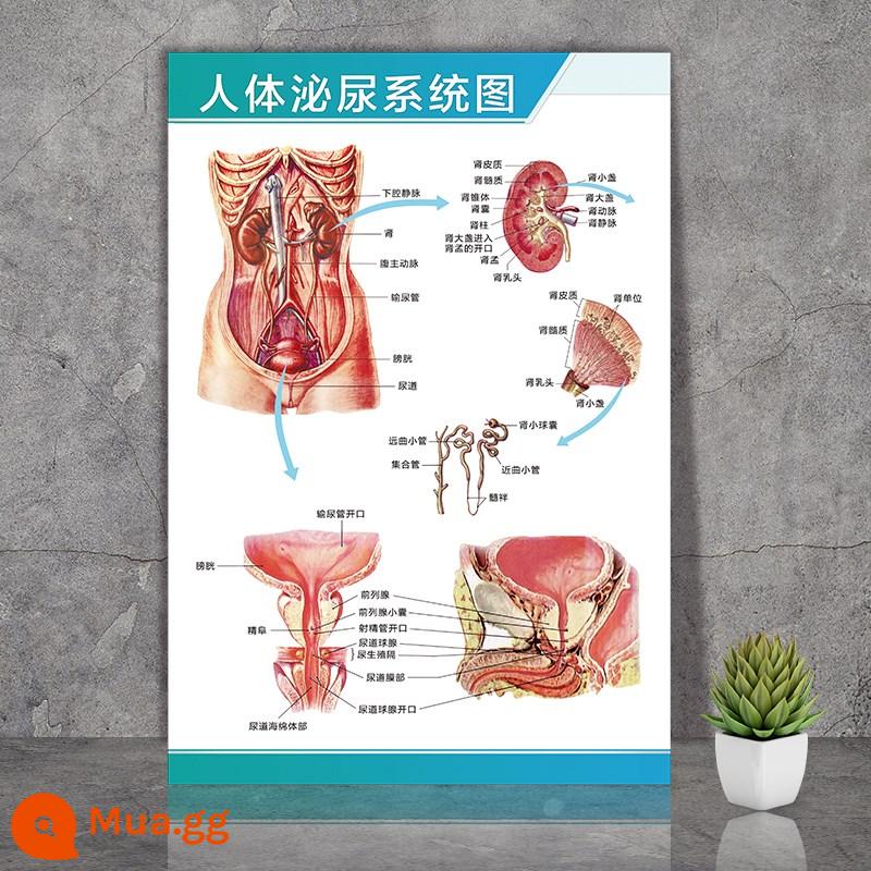 Giải phẫu con người nghiên cứu màu sắc sơ đồ cấu trúc xương thần kinh cơ nội tạng sáu cơ quan nội tạng bạch huyết bào sơ đồ nội tạng biểu đồ tường - Hệ tiết niệu của con người Hình 2