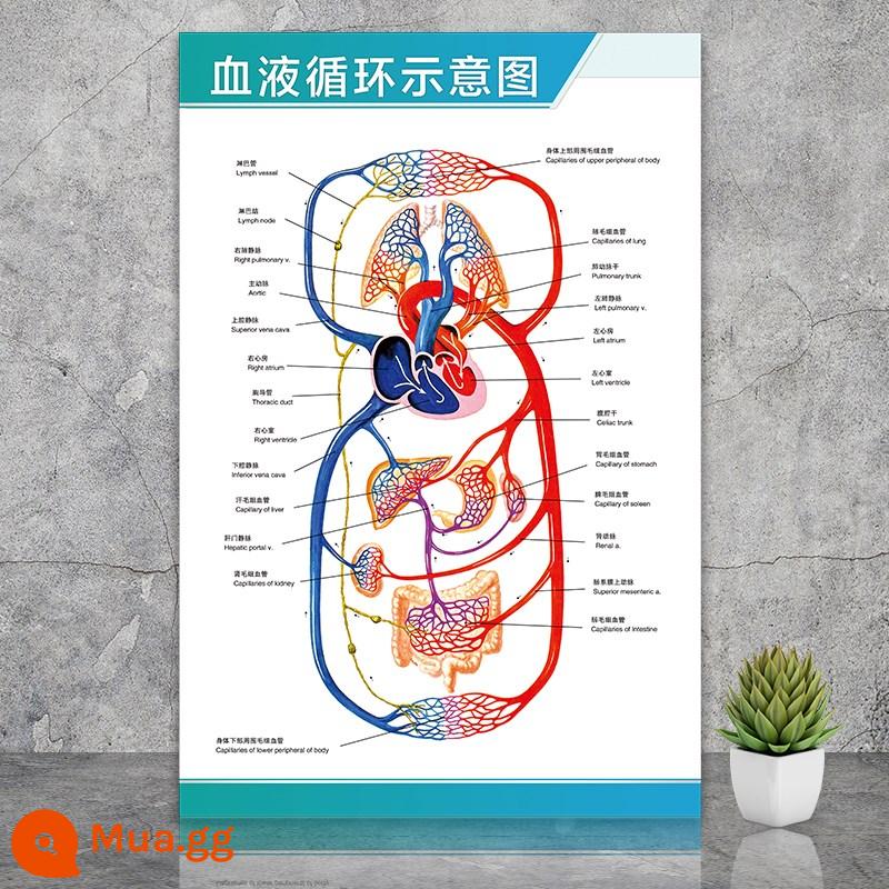 Giải phẫu con người nghiên cứu màu sắc sơ đồ cấu trúc xương thần kinh cơ nội tạng sáu cơ quan nội tạng bạch huyết bào sơ đồ nội tạng biểu đồ tường - Sơ đồ tuần hoàn máu