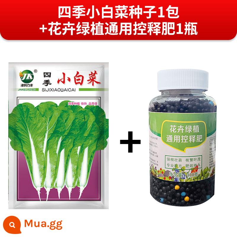 Hạt giống bắp cải bốn mùa xuân hạ thu đông dễ trồng ban công rau trong chậu hạt giống rau ấu trùng hạt giống rau nhanh Daquan - Bắp cải bốn mùa Zinkelifeng [1 gói] + 1 chai phân bón phát hành có kiểm soát chung cho hoa và cây xanh