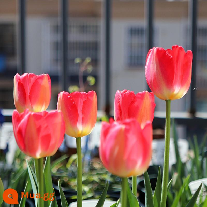 Bộ 5 nước hoa tulip trồng bộ chai thủy tinh tròn lớn nhập khẩu củ bốn mùa hoa thu đông cây chịu lạnh - Tulip Judo 5 miếng + chai thủy tinh + sỏi trắng + dung dịch dinh dưỡng