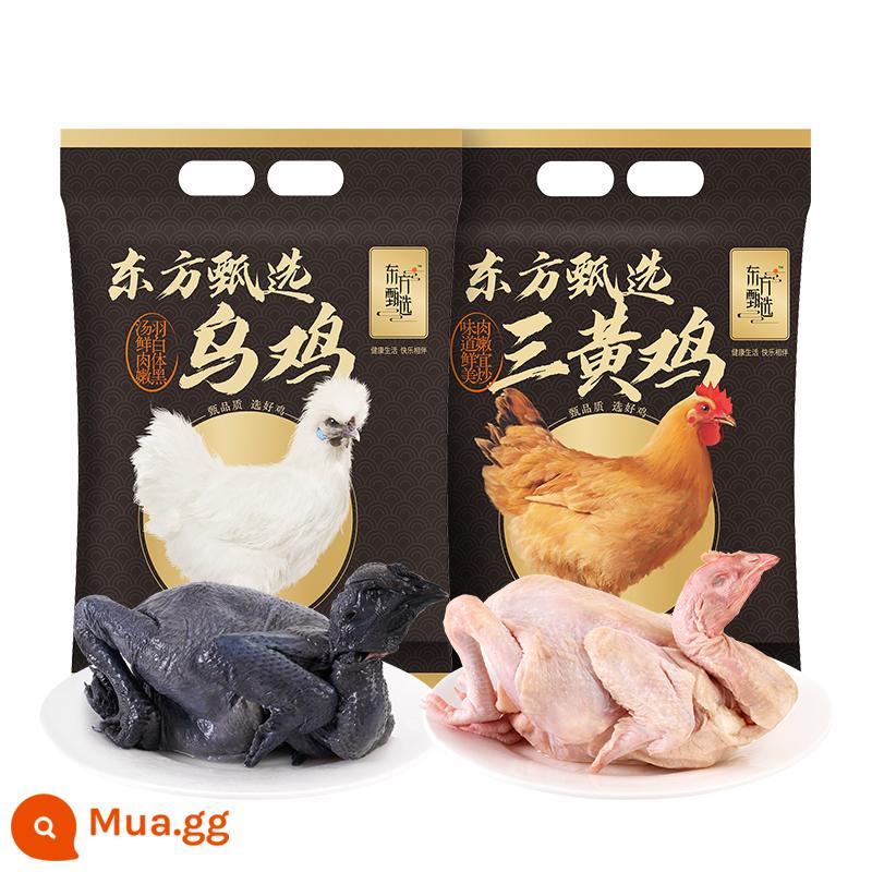 Dongfang Tam Hoàng Chọn Lọc/Gà Mượt 2con 1kg/con - Gà ba vàng chọn lọc + gà tơ chọn lọc (2kg)