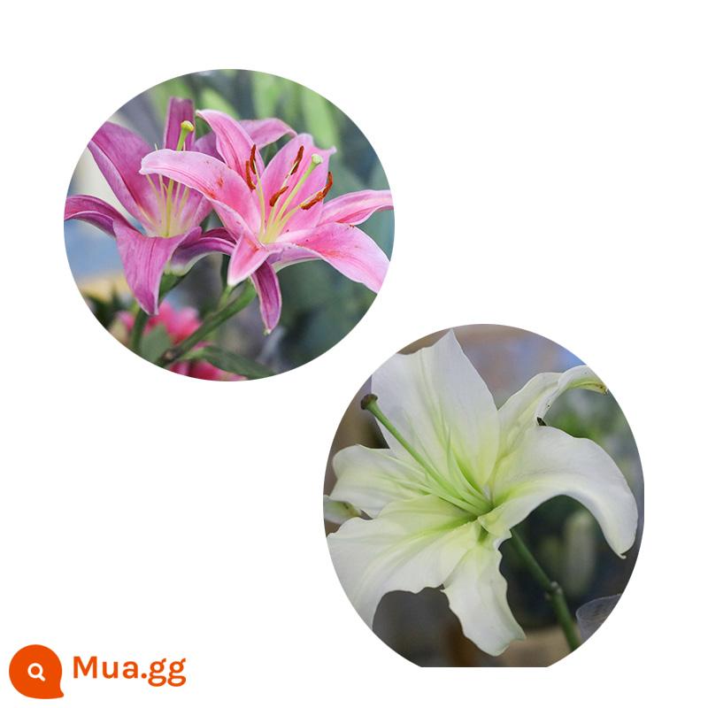 Bó hoa hương lily cơ sở Vân Nam giao hàng trực tiếp cùng thành phố giao hoa hướng dương đậu đỏ quà sinh nhật hoa thủy canh - 10 bông huệ hồng + 10 bông huệ trắng (đã bao gồm chất bảo quản)