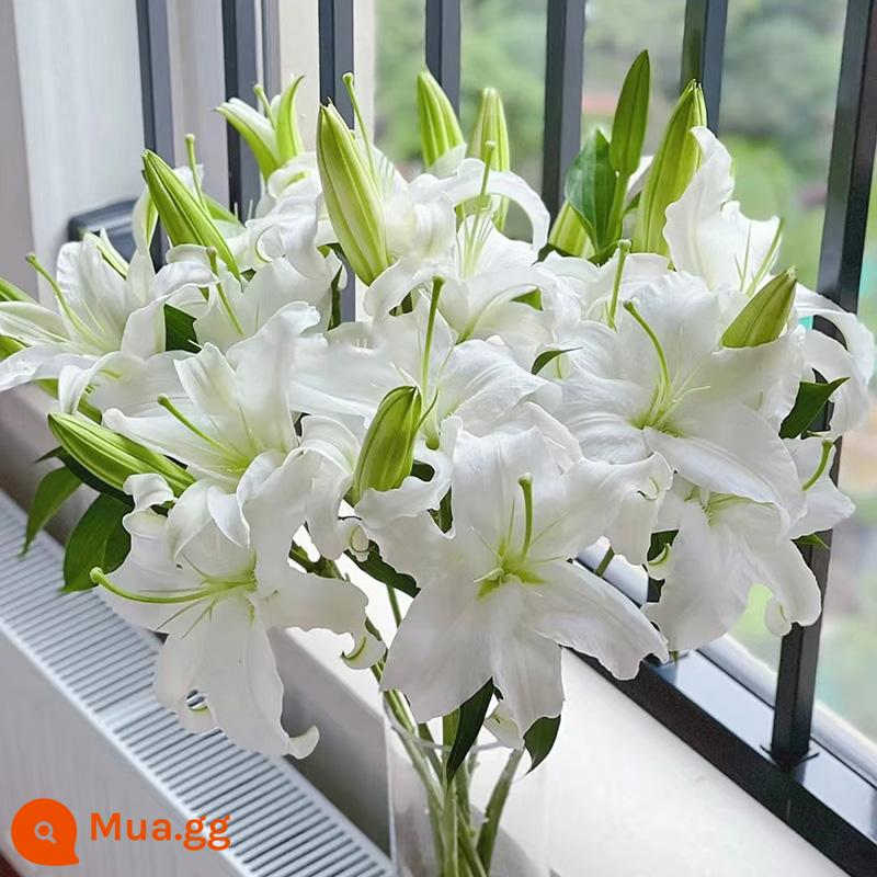 Bó hoa hương lily cơ sở Vân Nam giao hàng trực tiếp cùng thành phố giao hoa hướng dương đậu đỏ quà sinh nhật hoa thủy canh - 10 bông hoa Siberia (có chất bảo quản)