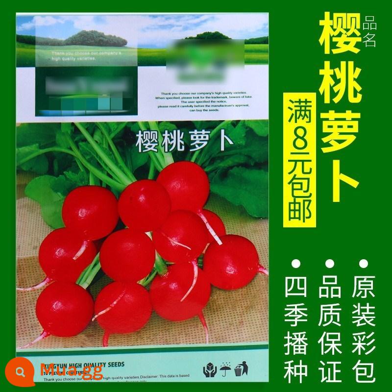 Hạt giống rau bốn mùa: Rau mùi, rau bina, rau xanh, hành lá, bắp cải lúa mì, hạt cà rốt, dưa chuột, hạt giống xà lách miền Nam - Khoảng 500 củ cải đỏ