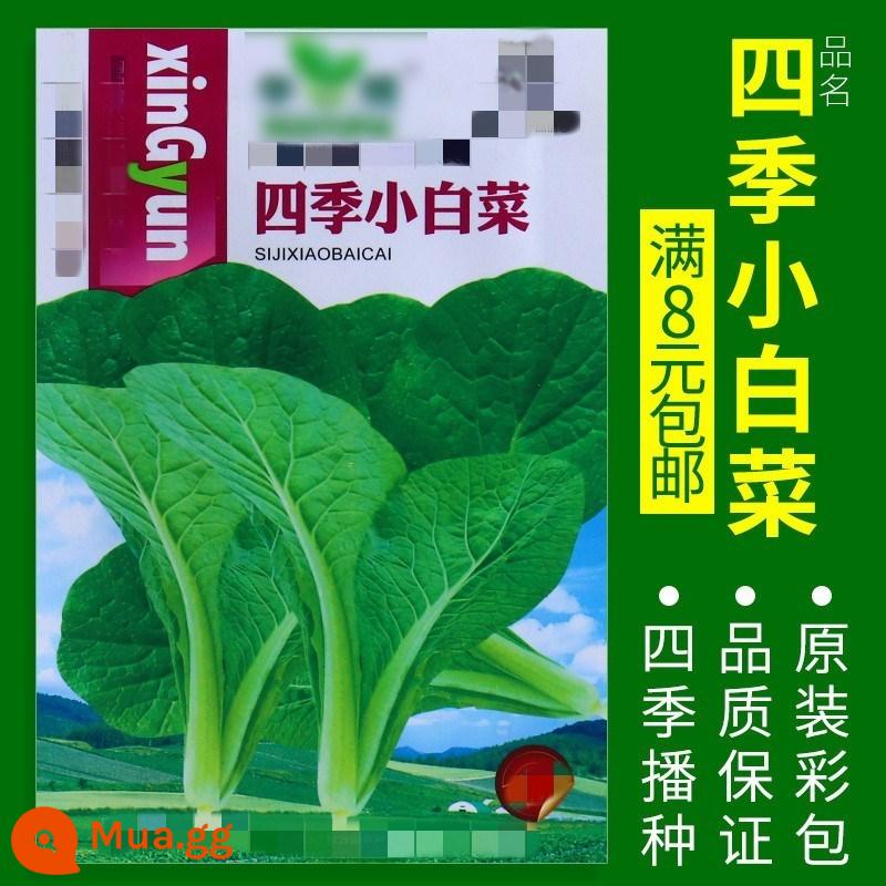 Hạt giống rau bốn mùa: Rau mùi, rau bina, rau xanh, hành lá, bắp cải lúa mì, hạt cà rốt, dưa chuột, hạt giống xà lách miền Nam - Bắp cải xanh tím nhạt 800 viên