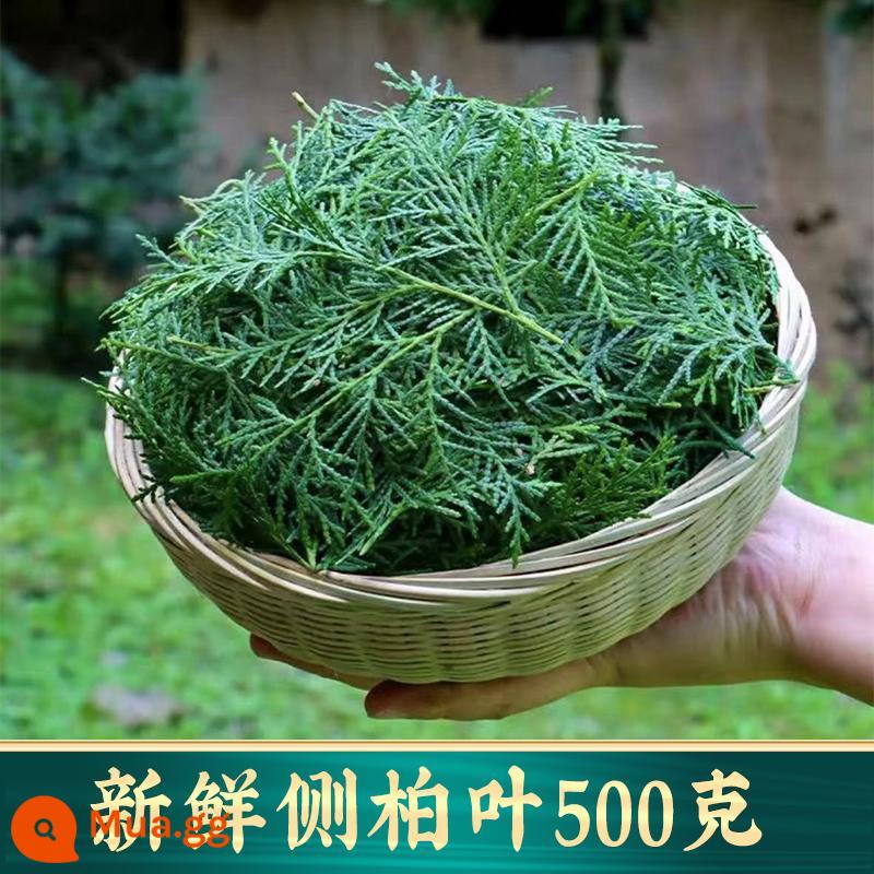 Lá Platycladus arborvitae tươi hoang dã Qinling đích thực, dược liệu Trung Quốc, Cyperus rotundus phơi khô trong bóng râm, bột Angelicae sinensis, Saponaria sinensis, dầu gội trị rụng tóc - 500g lá Platycladus Orientalis tươi [thu hái từ tự nhiên]