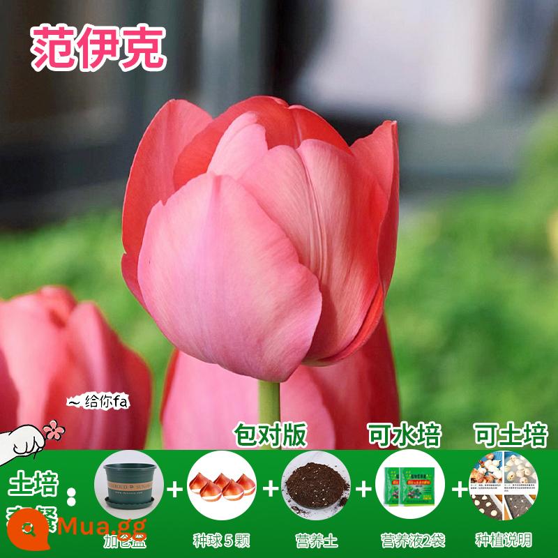 Năm củ tulip, chậu hoa thủy canh, nở hoa quanh năm, rất tốt để nuôi cây con trong nhà có nụ. - [Gói xới đất] Vanyck Tulip 5 viên + dung dịch dinh dưỡng