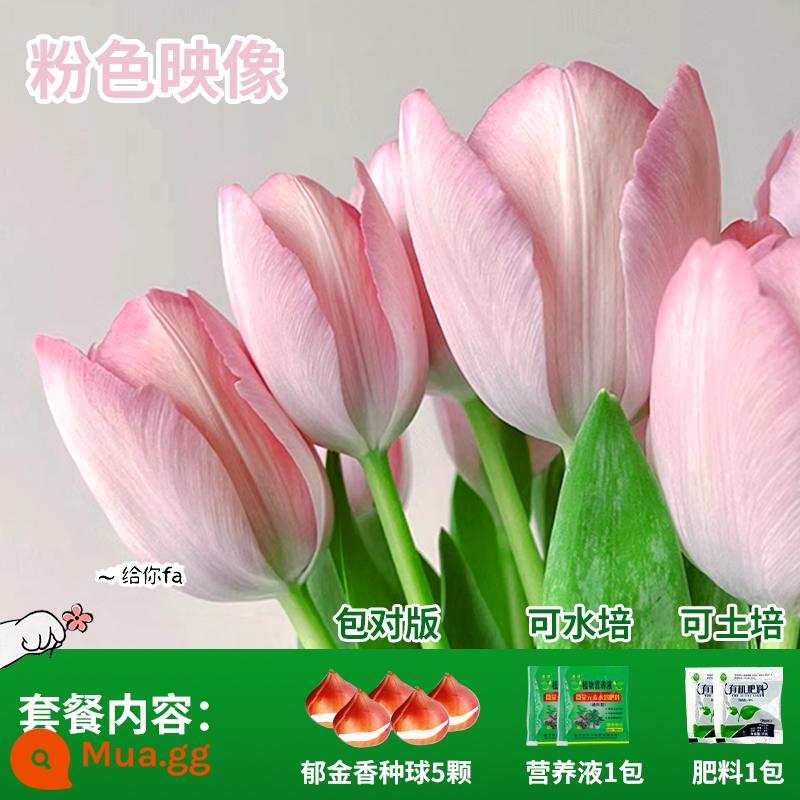 Năm củ tulip, chậu hoa thủy canh, nở hoa quanh năm, rất tốt để nuôi cây con trong nhà có nụ. - Pink Image Tulip 5 Quả + Phân Bón + Dung Dịch Dinh Dưỡng