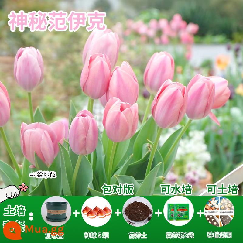 Năm củ tulip, chậu hoa thủy canh, nở hoa quanh năm, rất tốt để nuôi cây con trong nhà có nụ. - [Gói trồng trọt] Vanyck Tulip Bí Ẩn 5 Viên + Dung Dịch Dinh Dưỡng