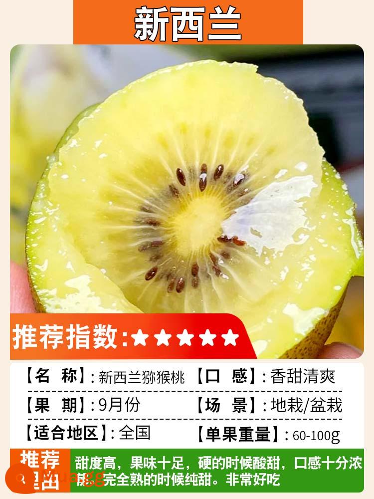 Cây giống kiwi trái tim màu đỏ ngày mềm cây giống kiwi Xu Xiang vườn ghép cây ăn quả trồng ở phía bắc và phía nam - New Zealand [Cây con 5 tuổi, đậu quả cùng năm] Lưỡng tính