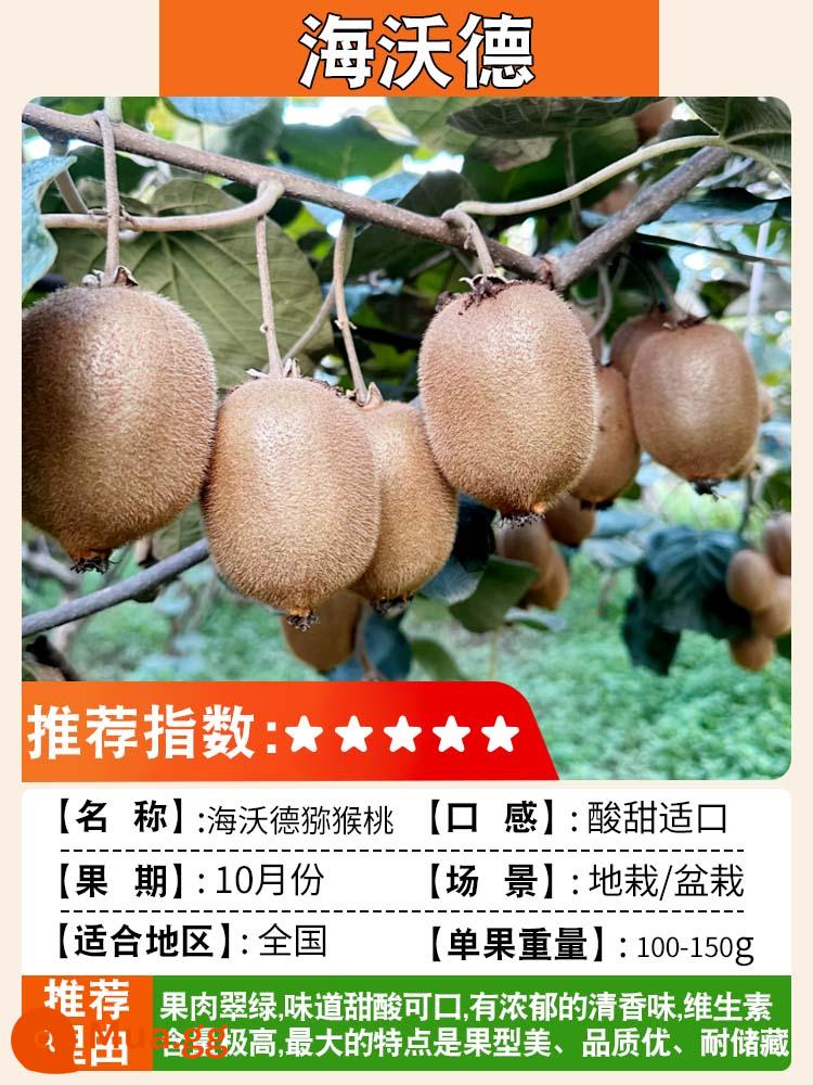 Cây giống kiwi trái tim màu đỏ ngày mềm cây giống kiwi Xu Xiang vườn ghép cây ăn quả trồng ở phía bắc và phía nam - Hayward [cây con 5 tuổi, đậu quả cùng năm] lưỡng tính