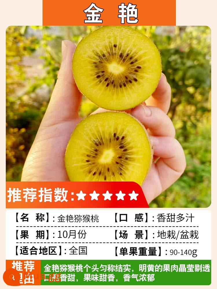 Cây giống kiwi trái tim màu đỏ ngày mềm cây giống kiwi Xu Xiang vườn ghép cây ăn quả trồng ở phía bắc và phía nam - Jinyan [cây con 5 tuổi, đậu quả cùng năm] lưỡng tính