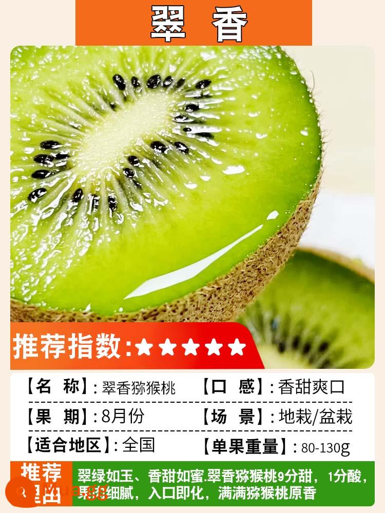 Cây giống kiwi trái tim màu đỏ ngày mềm cây giống kiwi Xu Xiang vườn ghép cây ăn quả trồng ở phía bắc và phía nam - Cuixiang [cây giống 5 tuổi ra quả cùng năm] lưỡng tính