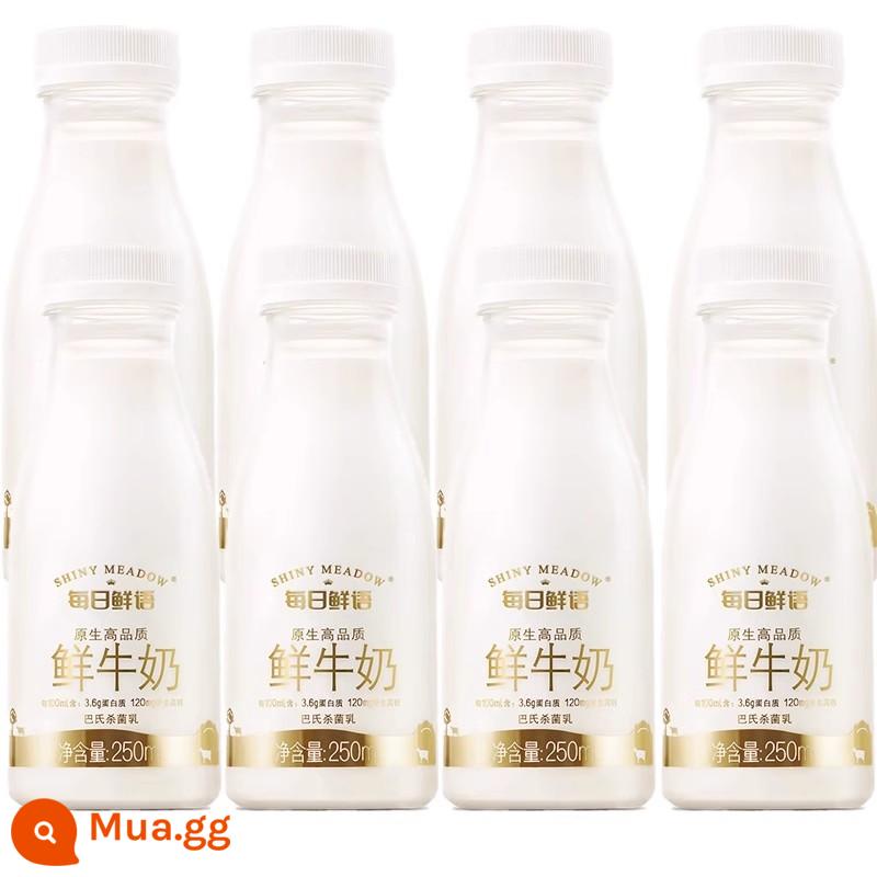 Từ tươi hàng ngày đầy đủ chất béo 4,0g/100ml protein sữa tươi nhiệt độ thấp 250ml sữa ăn sáng ít béo tiệt trùng - Daily Fresh Words 3.6 Sữa Tươi Nguyên Chất Béo 250ml