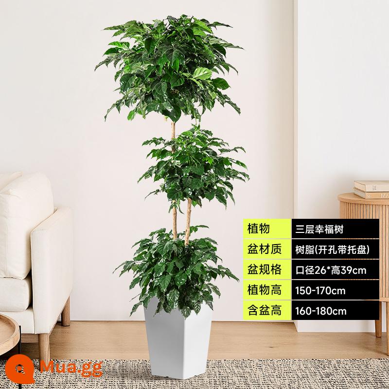 Chậu cây Happy Tree dễ trồng trong văn phòng, có tác dụng thanh lọc không khí, hấp thụ formaldehyde, cây xanh lớn đặt trong phòng khách. - Cây hạnh phúc ba tầng 1,5-1,7 mét - chậu nhựa hình thang nhỏ màu trắng